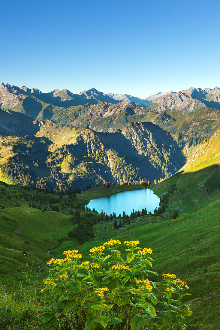Alpen-Greiskraut Senecio alpinus, Seealpsee am Nebelhorn, bei Oberstdorf, Allgäuer Alpen, Allgäu, Bayern, Deutschland
