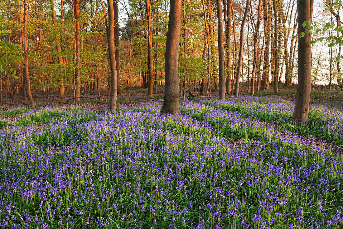 Bluebells Hyacinthoides non-scripta in a forest, near Hueckelhoven, North-Rhine Westphalia, Germany
