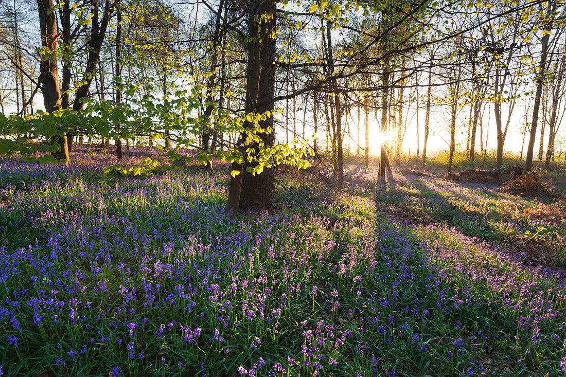 Hasenglöckchen Hyacinthoides non-scripta im Wald, bei Hückelhoven, Nordrhein-Westfalen, Deutschland