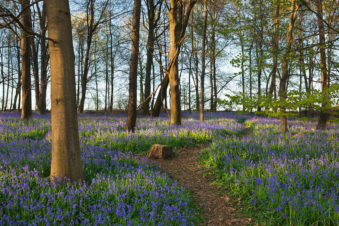 Hasenglöckchen Hyacinthoides non-scripta im Wald, bei Hückelhoven, Nordrhein-Westfalen, Deutschland