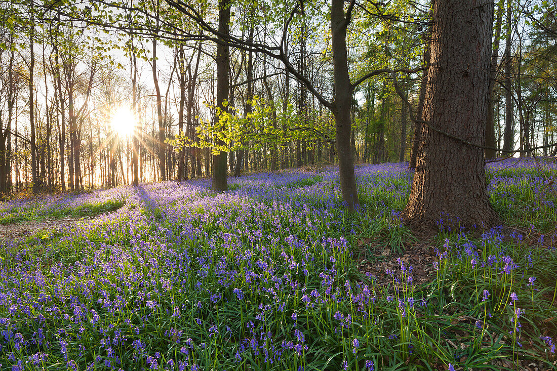 Hasenglöckchen Hyacinthoides non-scripta im Wald, bei Hückelhoven, Nordrhein-Westfalen, Deutschland