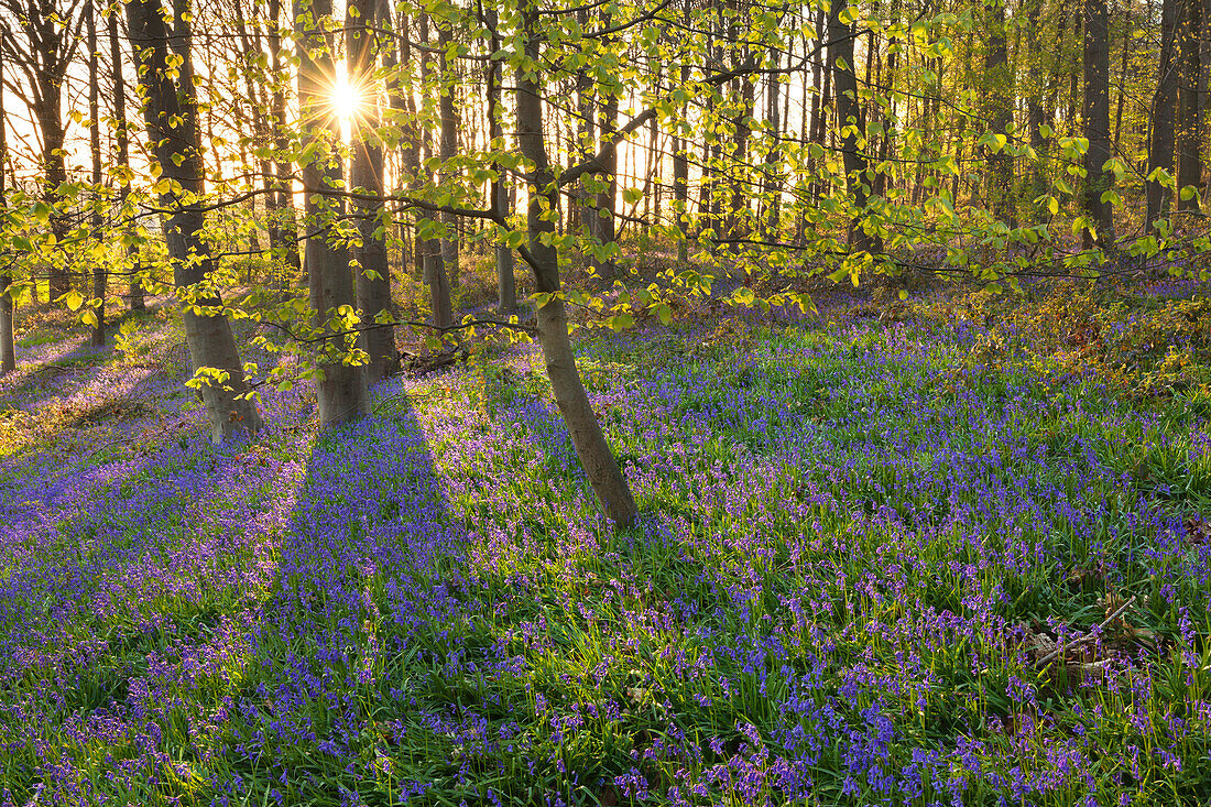 Hasenglöckchen Hyacinthoides non-scripta im Wald, bei Hückelhoven, Nordrhein-Westfalen, Deutschland