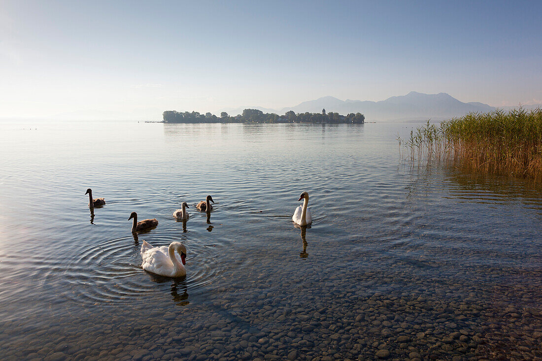 Schwäne mit Jungvögeln, Blick über den Chiemsee zur Fraueninsel, bei Gstadt, Bayern, Deutschland