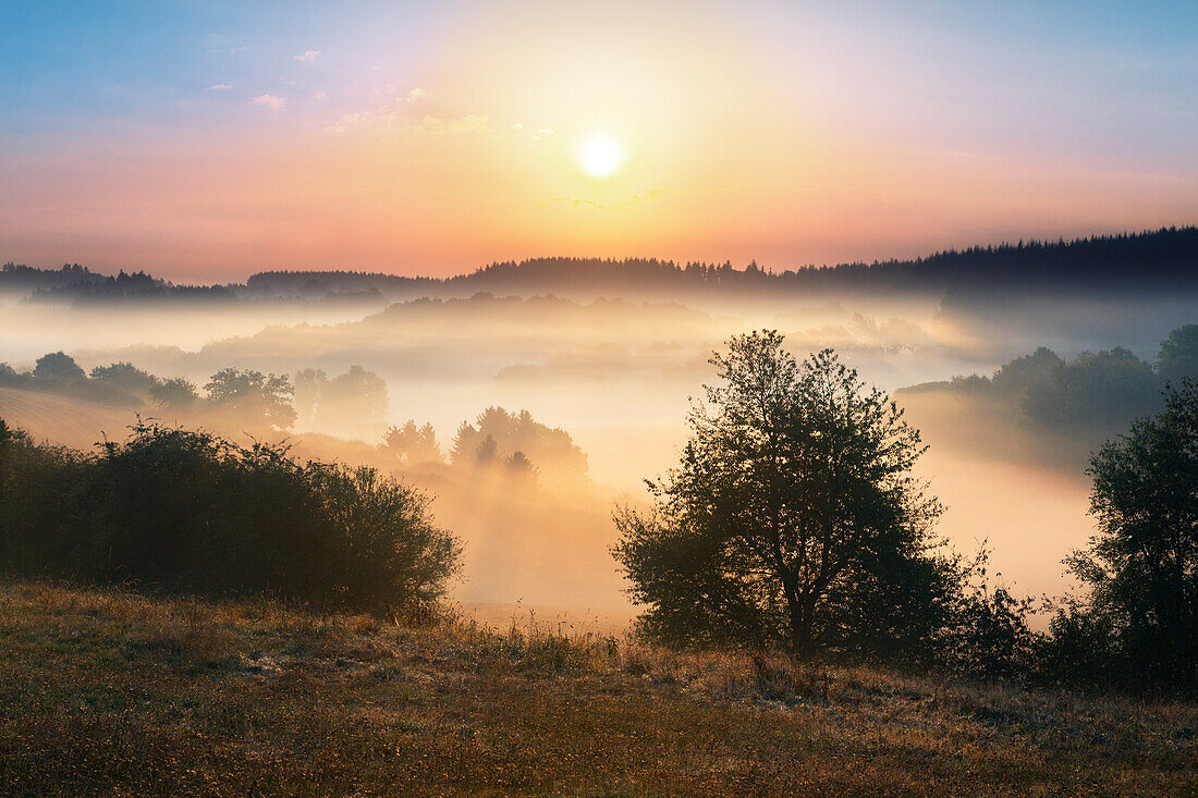 Morgennebel, Eifelsteig, Eifel, Rheinland-Pfalz, Deutschland