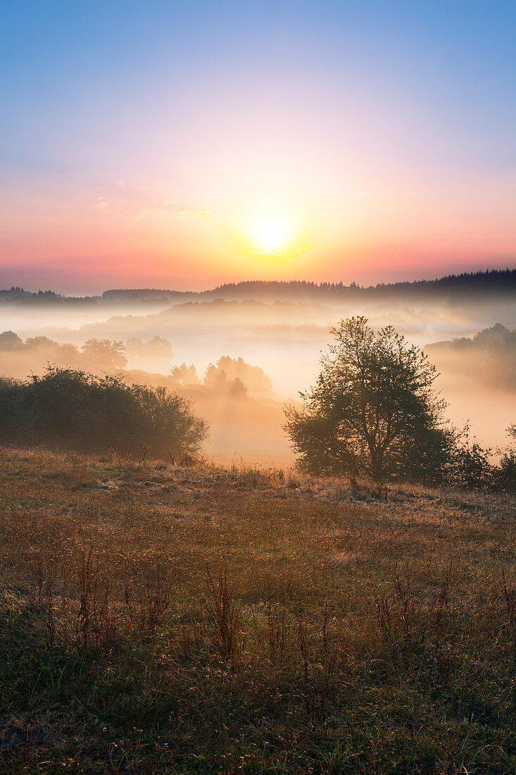 Morning mist, Eifelsteig hiking trail, Eifel, Rhineland-Palatinate, Germany