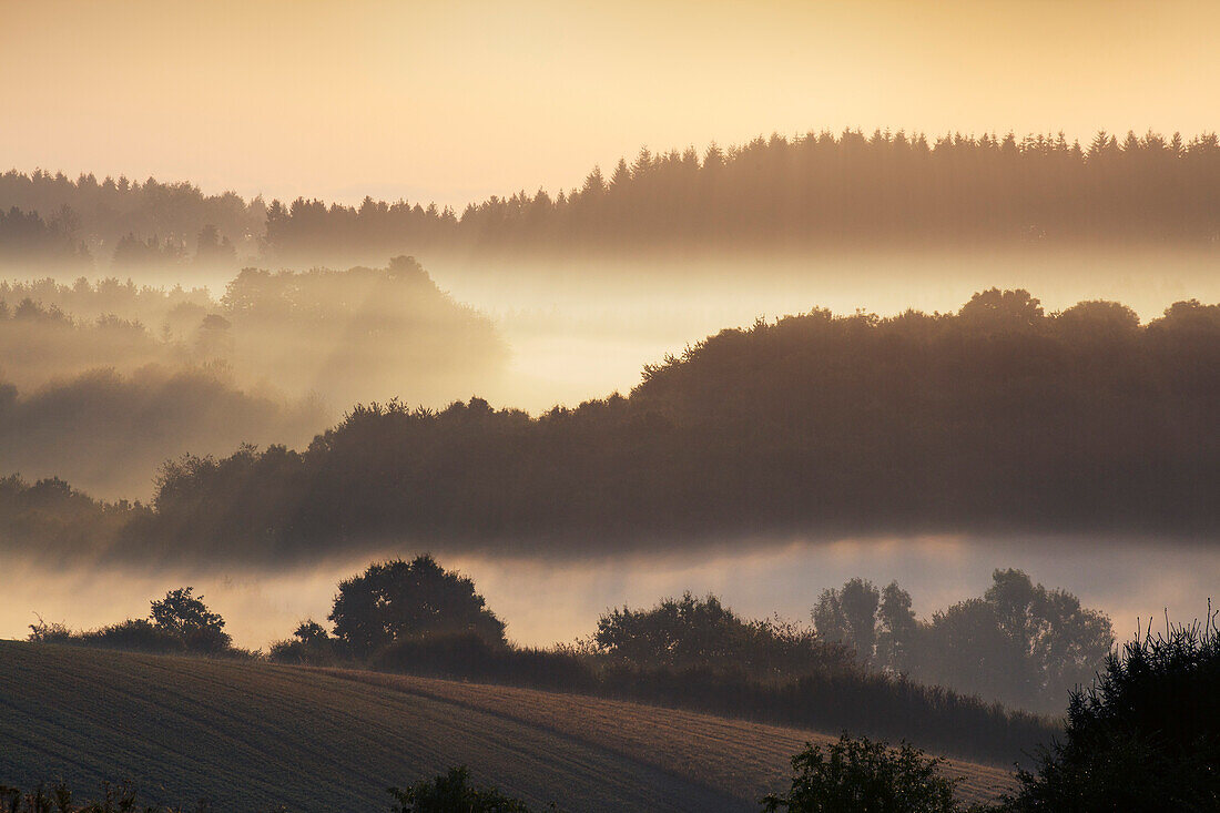 Morgennebel, Eifelsteig, Eifel, Rheinland-Pfalz, Deutschland