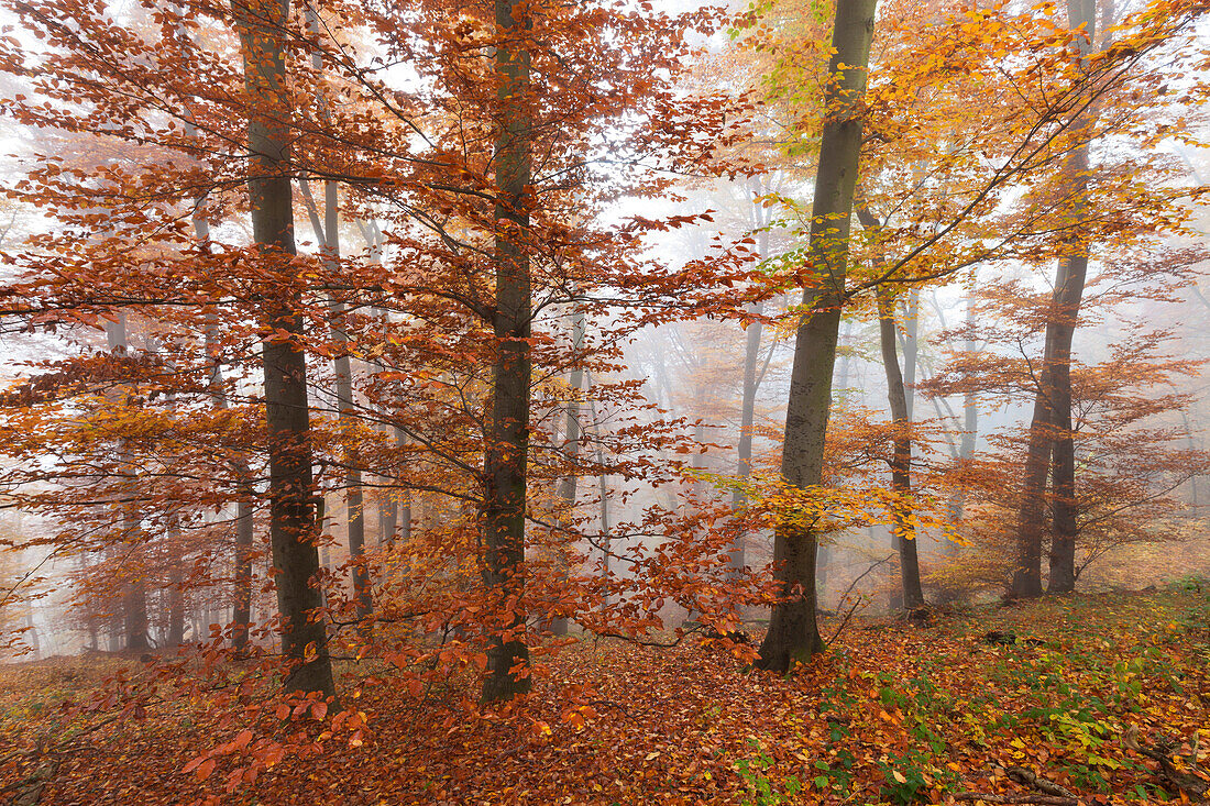 Beech forest in fog, Eifel, Rhineland-Palatinate, Germany