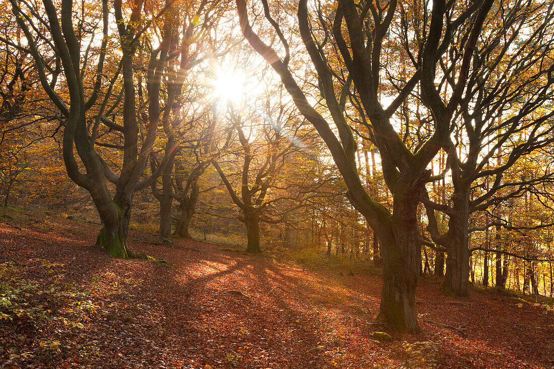 Old beeches in Kellerwald-Edersee national park, Hesse, Germany