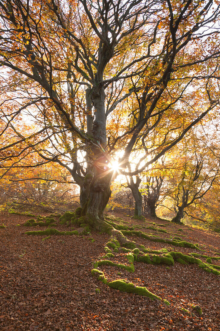 Alte Buchen im Nationalpark Kellerwald-Edersee, Hessen, Deutschland