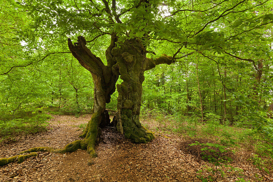 Old beeches in Kellerwald-Edersee national park, Hesse, Germany