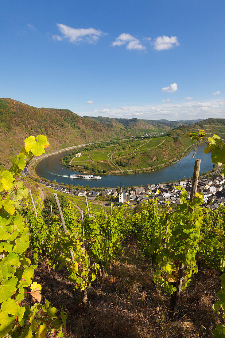 View from Bremmer Calmont vineyard over the Mosel river bend near Bremm, Mosel, Rhineland-Palatinate, Germany