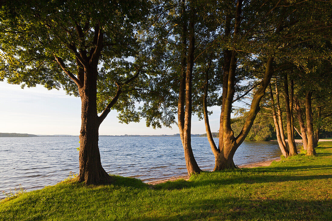 Trees on the banks of lake Schwerin, Mecklenburg Lake District, Mecklenburg-West Pomerania, Germany