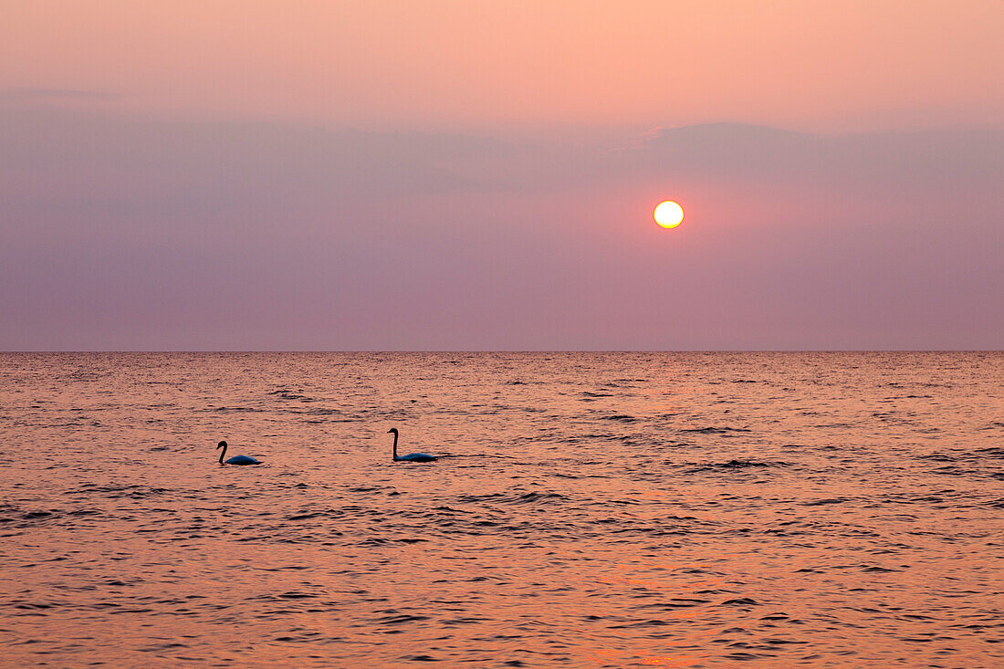 Schwäne bei Sonnenaufgang, Nationalpark Jasmund, Rügen, Ostsee, Mecklenburg-Vorpommern, Deutschland