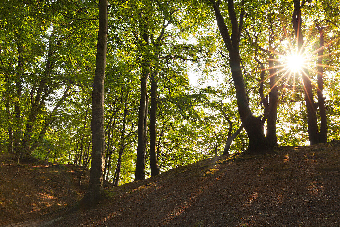 Buchen oberhalb der Kreidefelsen, Nationalpark Jasmund, Rügen, Ostsee, Mecklenburg-Vorpommern, Deutschland