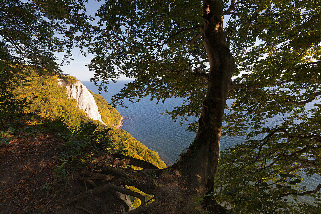 Kreidefelsen, Blick zum Königsstuhl, Nationalpark Jasmund, Rügen, Ostsee, Mecklenburg-Vorpommern, Deutschland