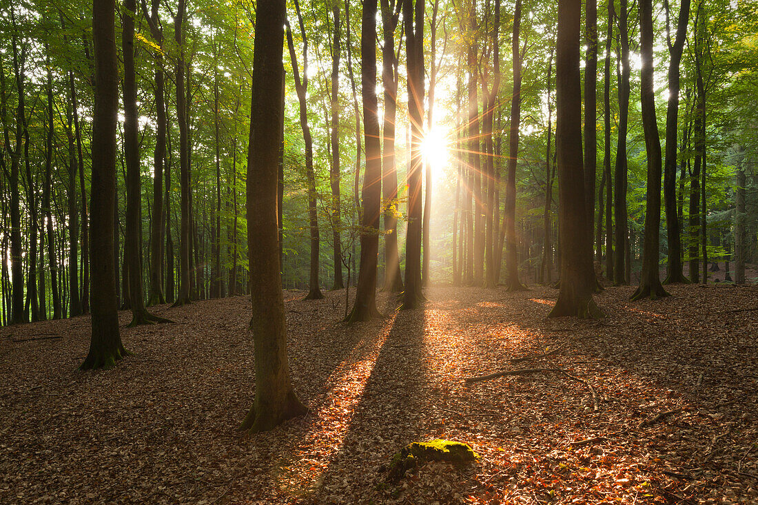 Beech trees above the chalk cliffs, Jasmund national park, Ruegen, Baltic Sea, Mecklenburg-West Pomerania, Germany