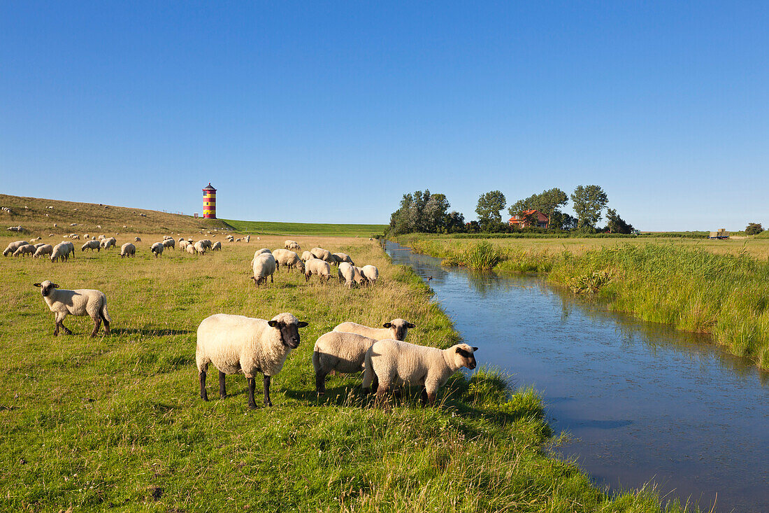 Sheep on the dike, Pilsum lighthouse, near Greetsiel, East Friesland, Lower Saxony, Germany