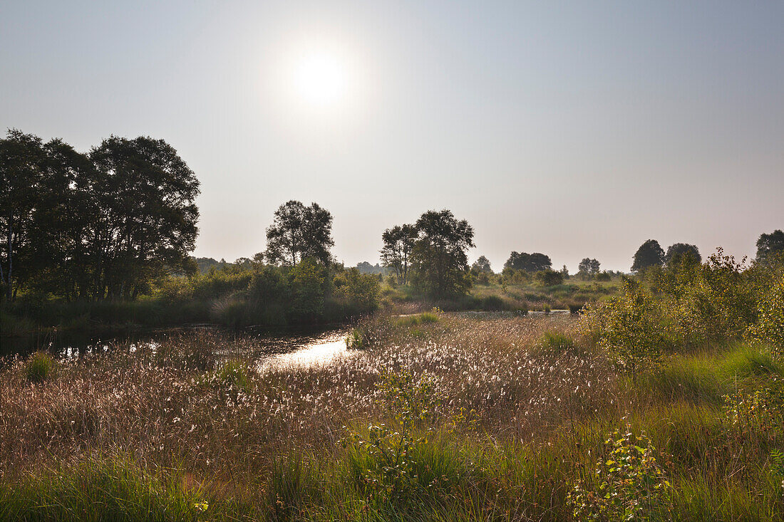 Moor in Nature reserve „Ewiges Meer“, East Friesland, Lower Saxony, Germany