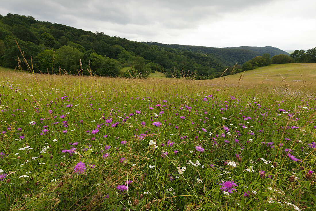 Blumenwiese am Rheinsteig oberhalb der Loreley, bei Sankt Goarshausen, Rhein, Rheinland-Pfalz, Deutschland