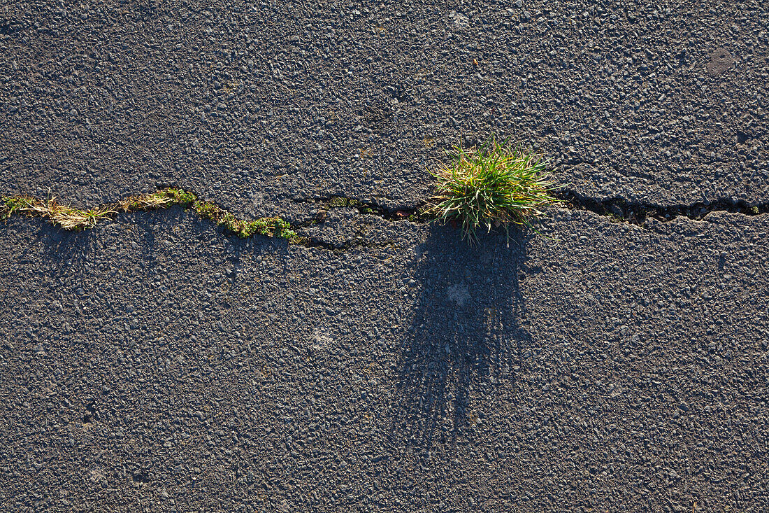 Grass growing through a crack in the asphalt surface