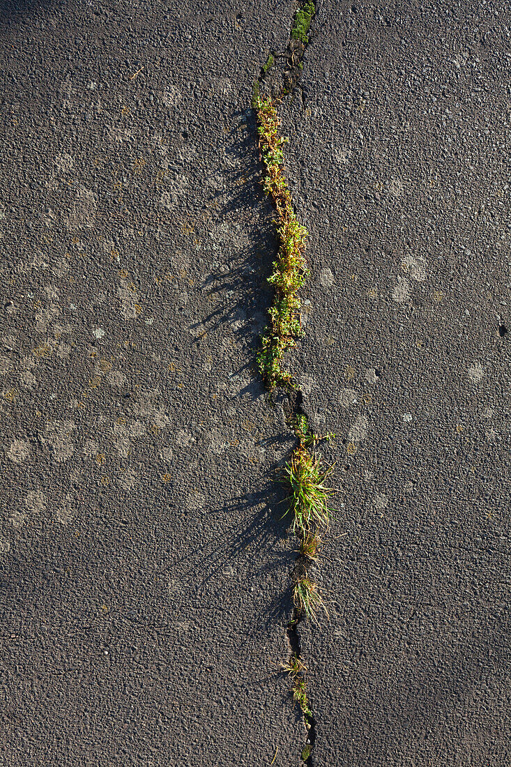 Gras wächst durch einen Riss im Asphalt