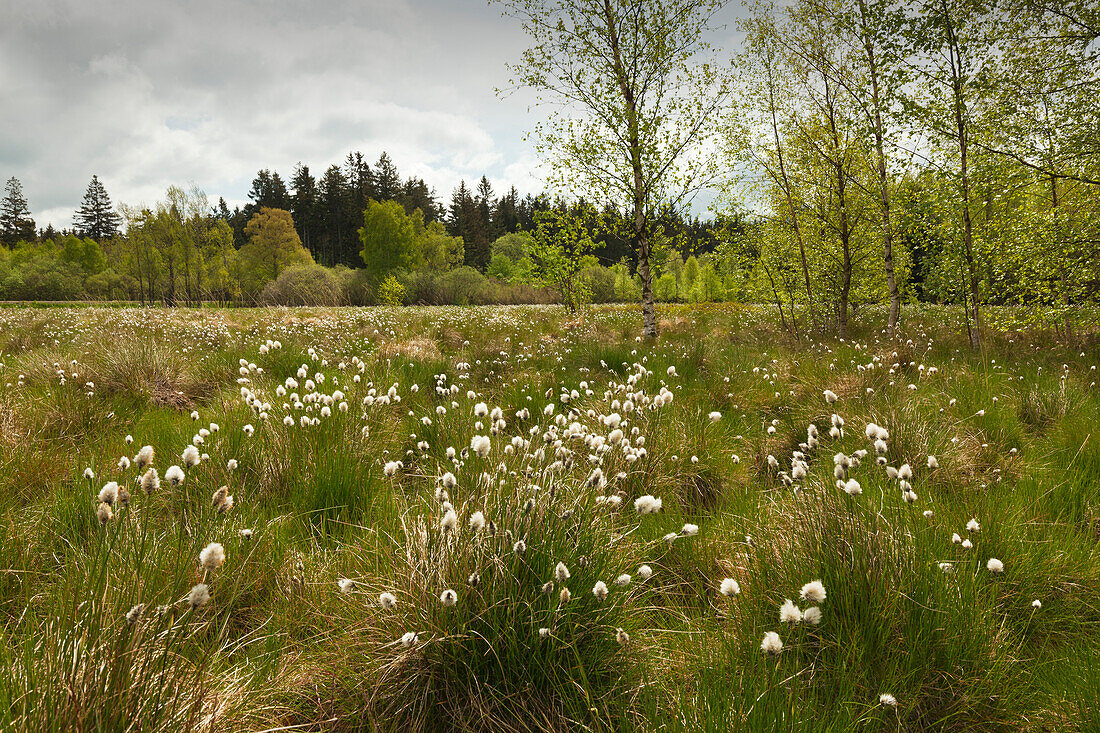 Wollgras im Naturschutzgebiet Schwarzes Moor, Rhön, Bayern, Deutschland