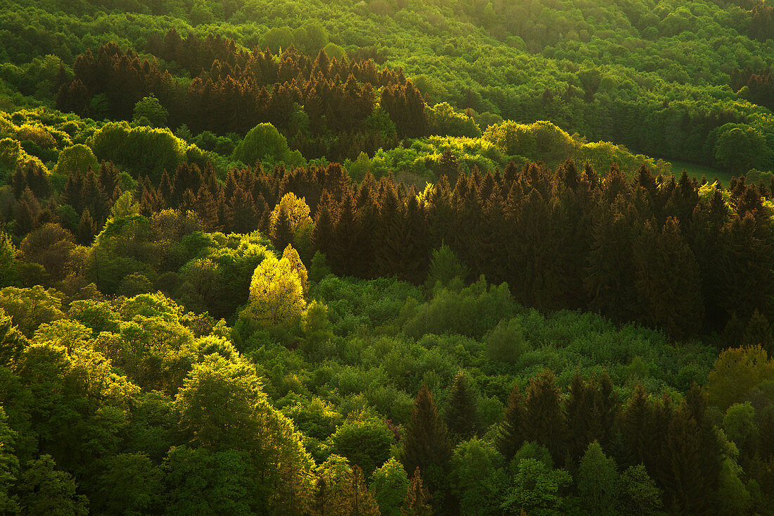 Mixed forest, Rhoen, Hesse, Germany