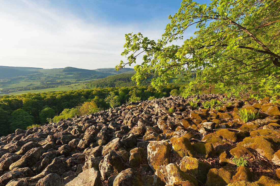 Basalt columns at Schafstein rock, near Ehrenberg, Rhoen, Hesse, Germany