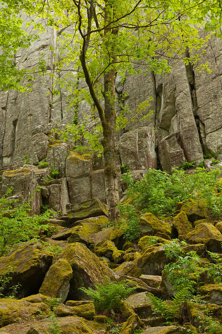 Basaltformation Steinwand, bei Poppenhausen, Rhön, Hessen, Deutschland