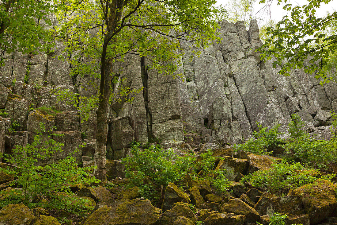 Basaltformation Steinwand, bei Poppenhausen, Rhön, Hessen, Deutschland