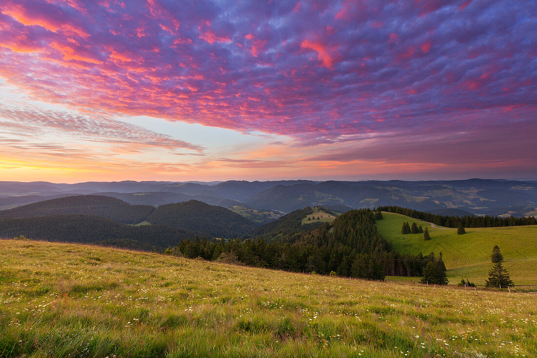 Morgenstimmung am Belchen, Südlicher Schwarzwald, Baden-Württemberg, Deutschland