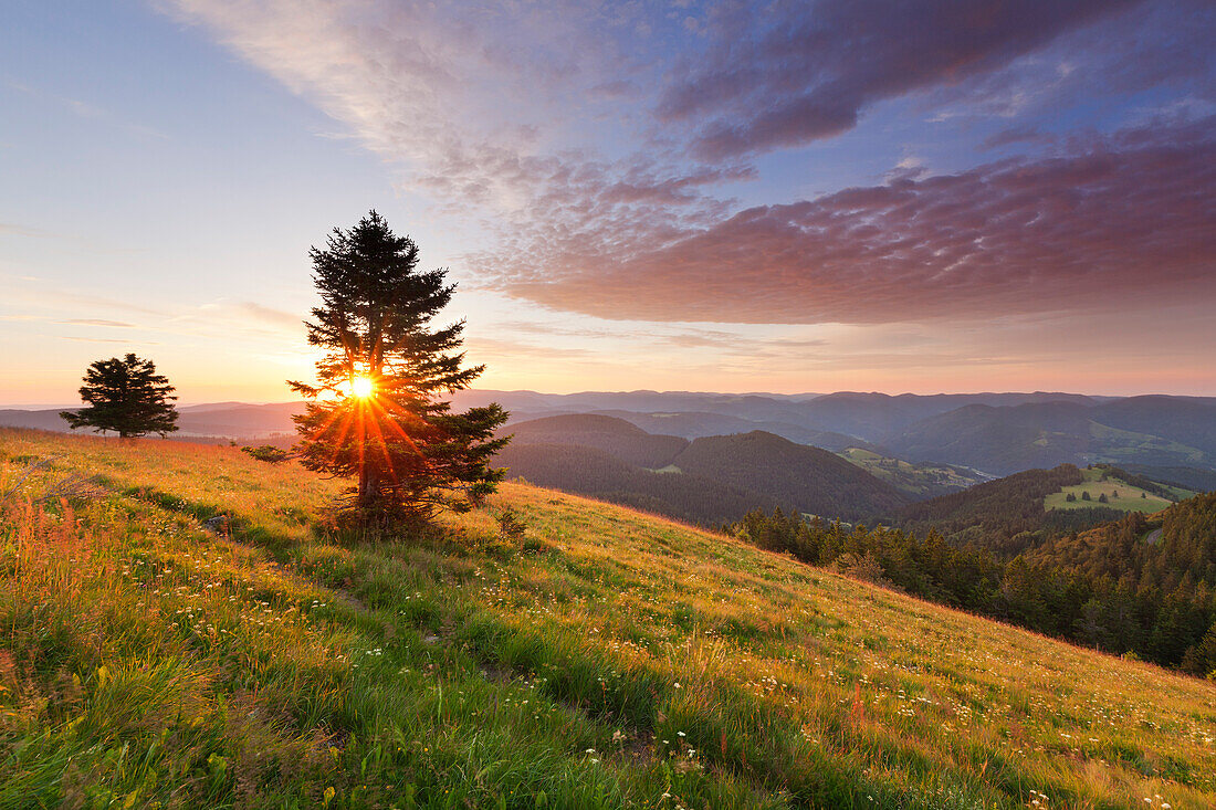 Morning mood at Belchen, Black Forest, Baden-Wuerttemberg, Germany