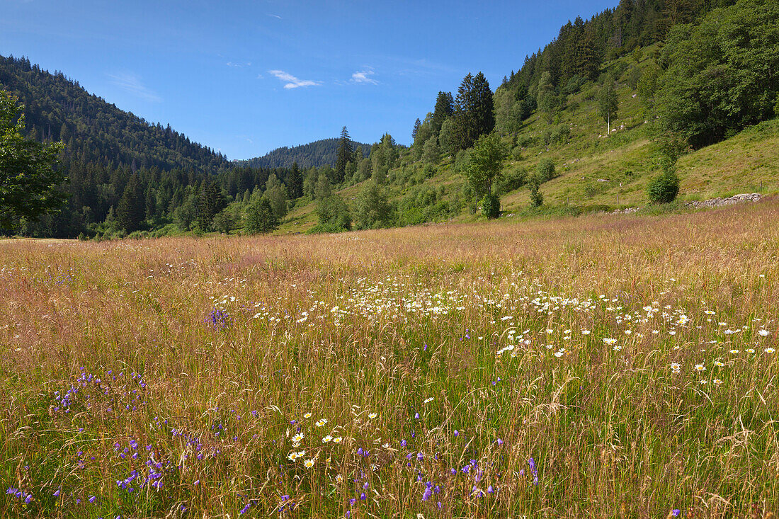 Landscape near Menzenschwand, Black Forest, Baden-Wuerttemberg, Germany