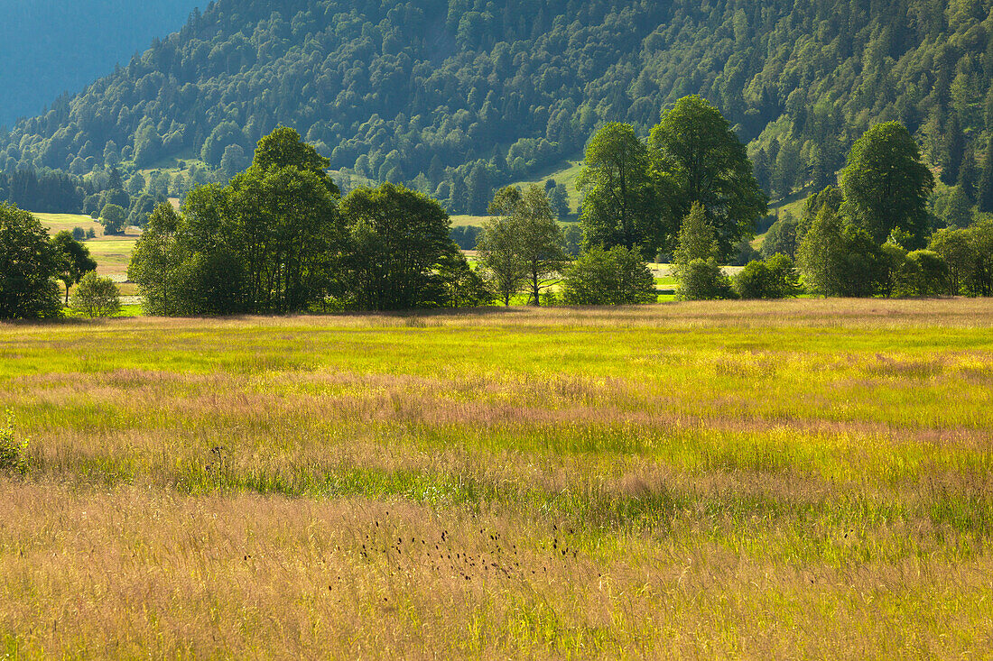 Landscape near Menzenschwand, Black Forest, Baden-Wuerttemberg, Germany