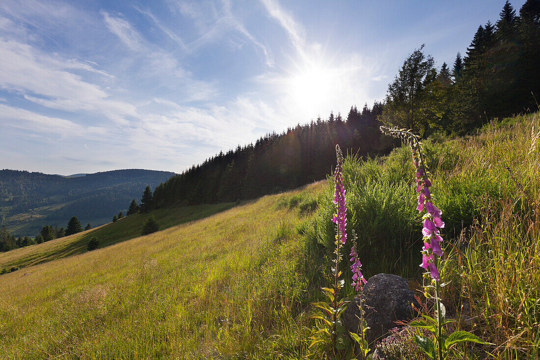 Landscape near Menzenschwand, Black Forest, Baden-Wuerttemberg, Germany