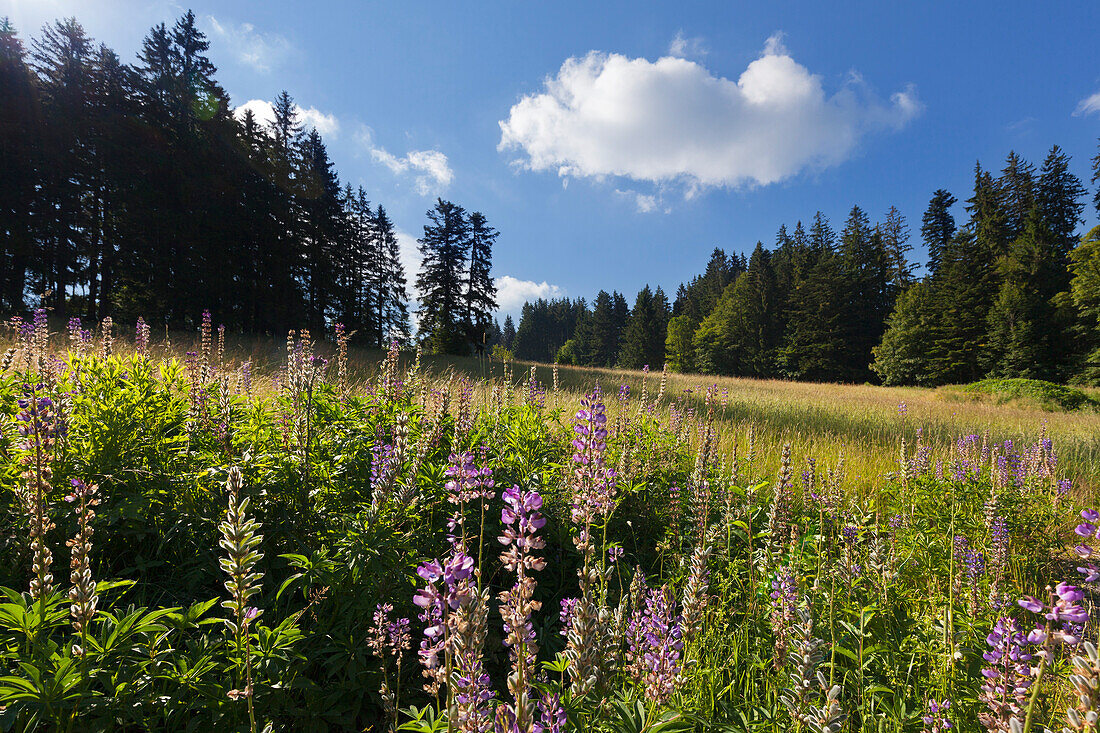 Landschaft an der Schwarzwaldpanoramastraße bei Breitnau, Südlicher Schwarzwald, Baden-Württemberg, Deutschland