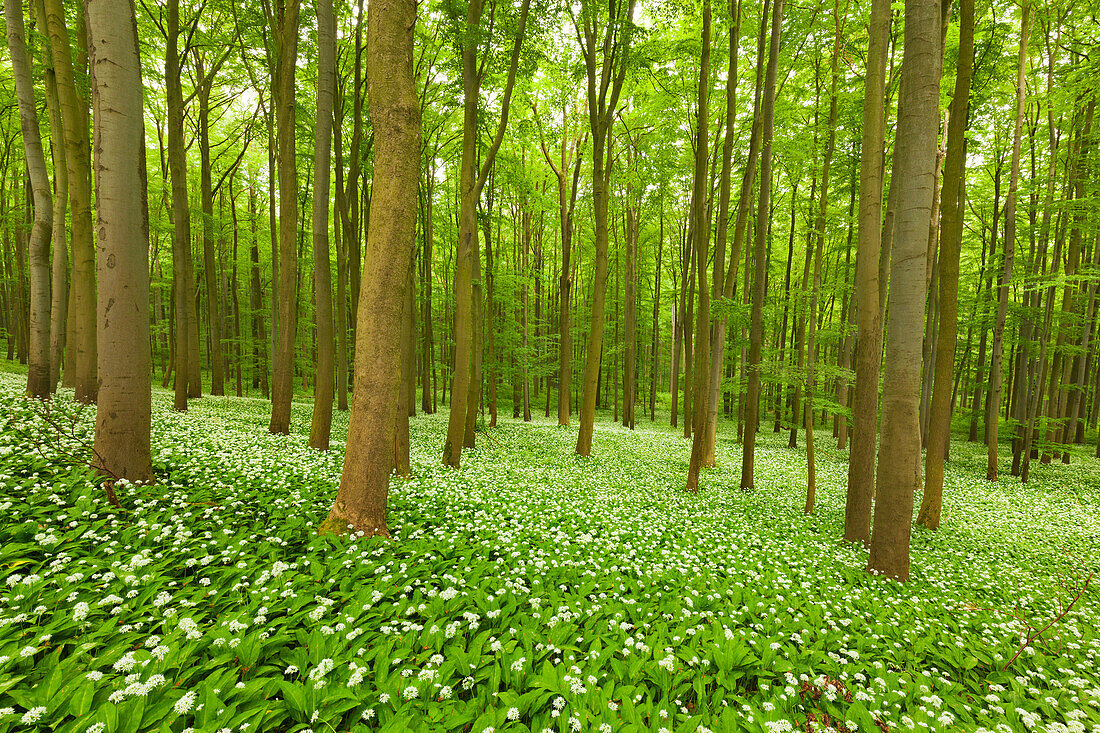 Flourishing wild garlic, beech grove, Hainich national park, Thuringia, Germany