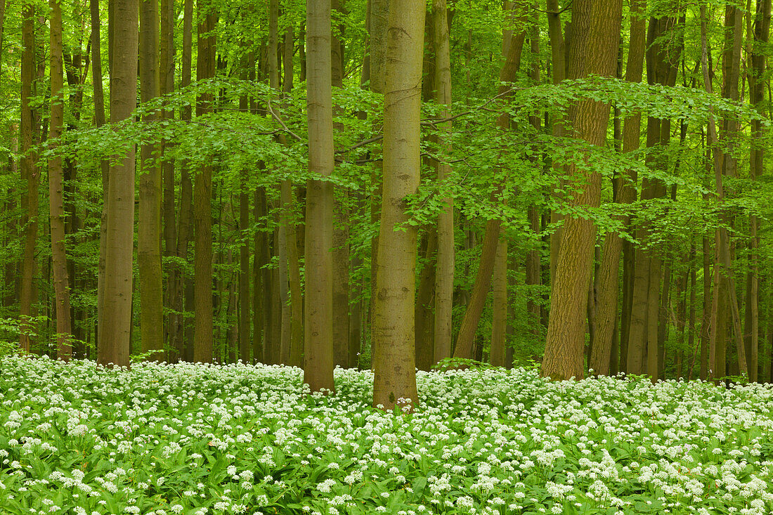Blühender Bärlauch im Buchenwald, Nationalpark Hainich, Thüringen, Deutschland