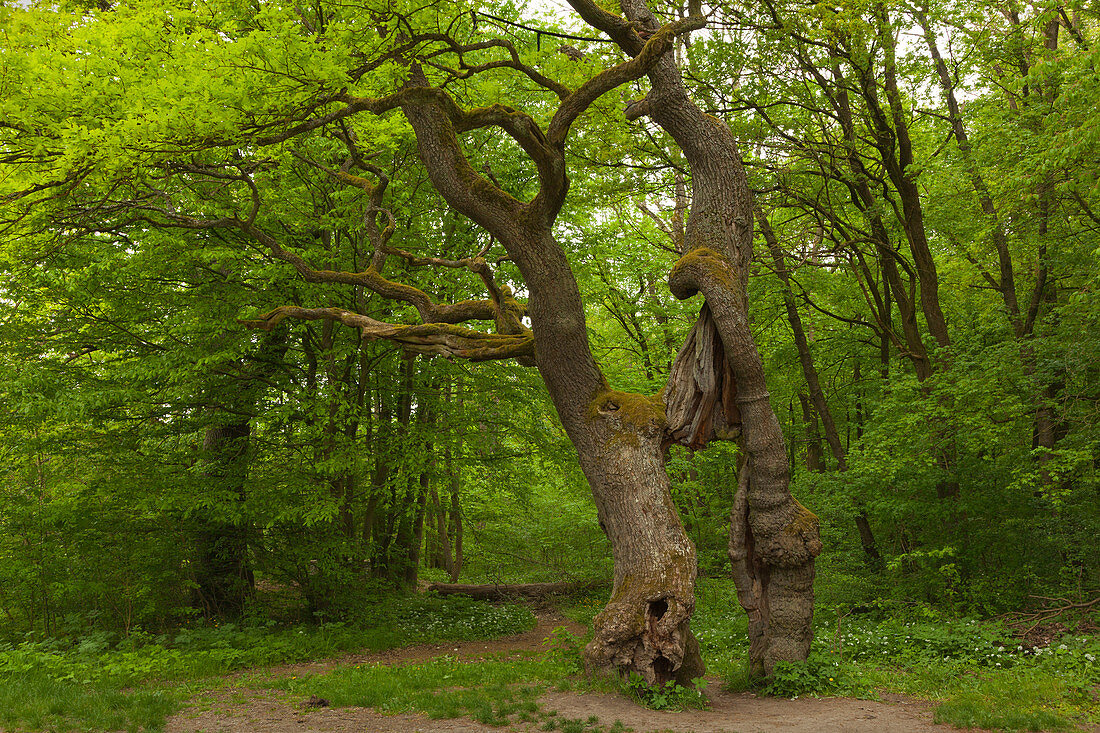 Old oak tree Betteleiche, Hainich national park, Thuringia, Germany