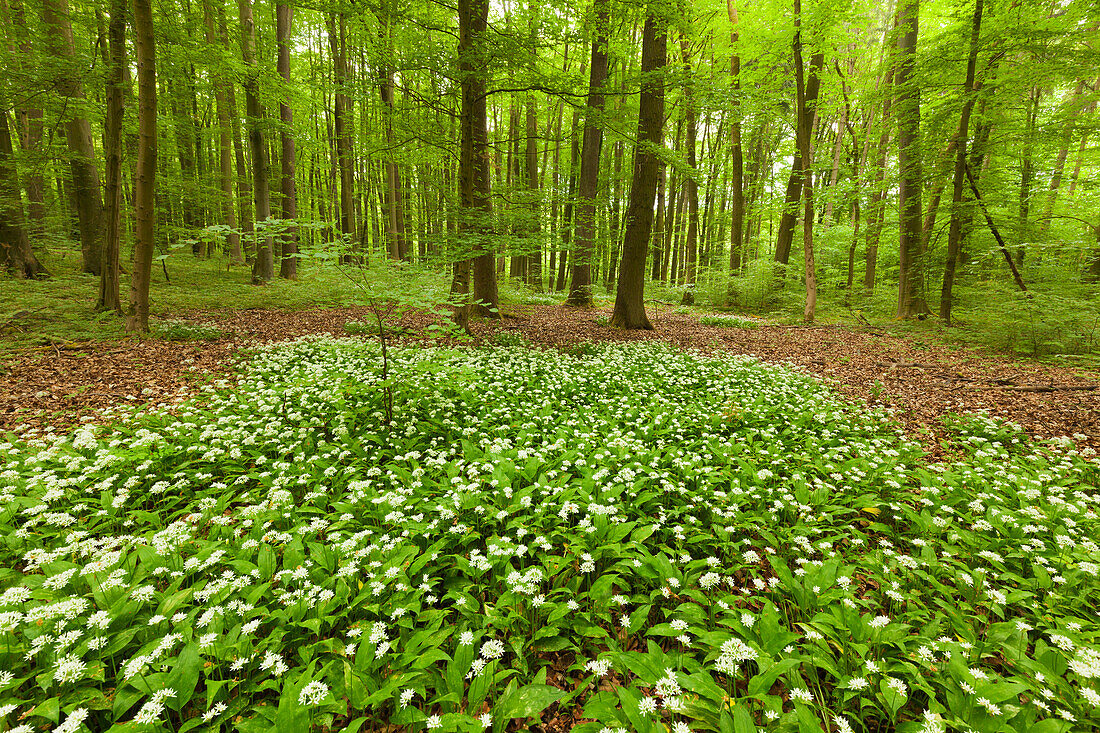 Wanderweg durch blühenden Bärlauch, Nationalpark Hainich, Thüringen, Deutschland