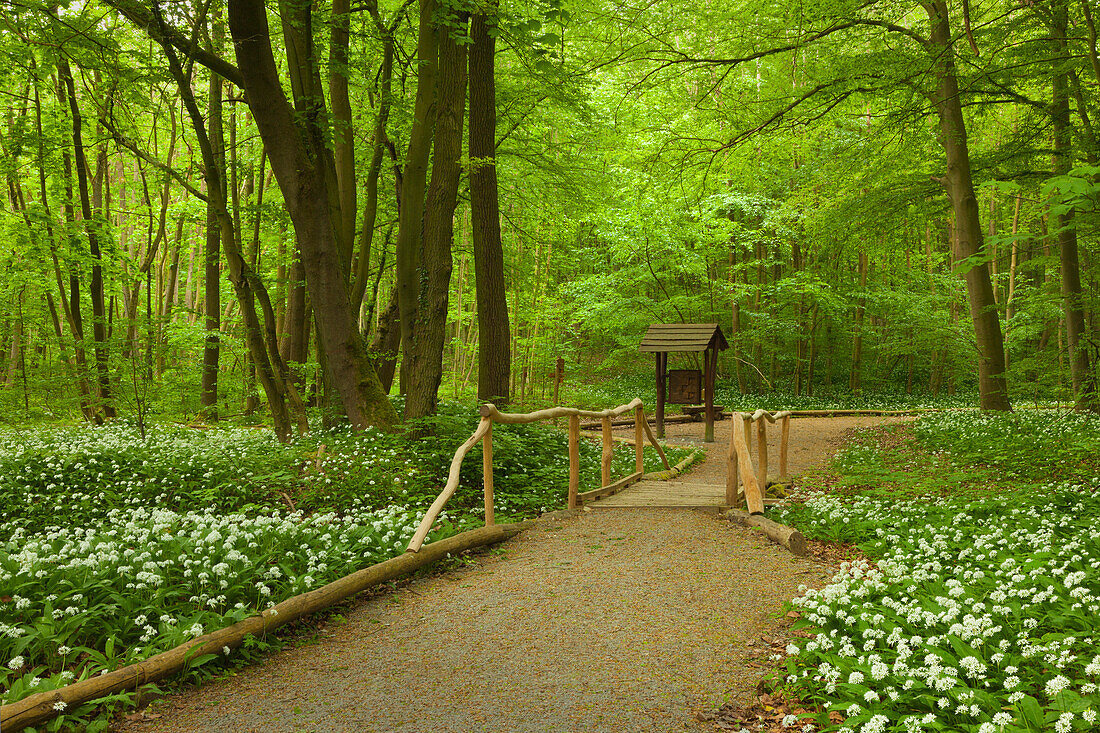 Wanderweg durch blühenden Bärlauch, Nationalpark Hainich, Thüringen, Deutschland