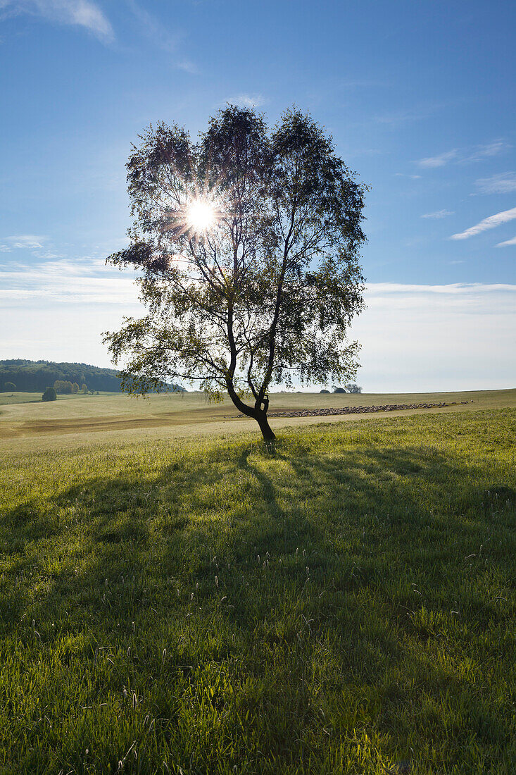 Birch in a meadow, Thuringia Forest, Thuringia, Germany