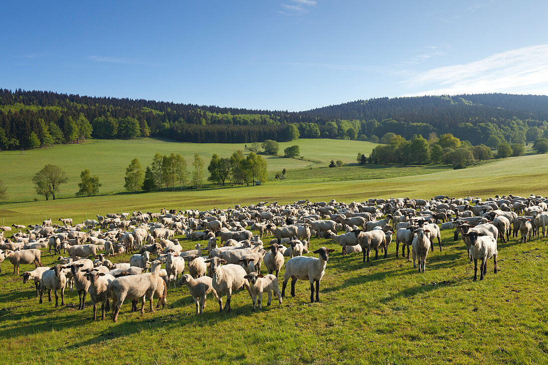 Flock of sheep, Thuringia Forest, Thuringia, Germany