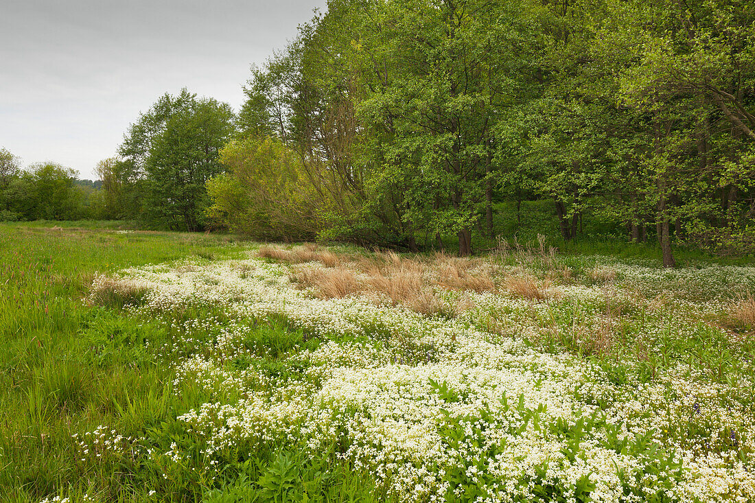 Marsh area with cuckoo flower, Hainich national park, Thuringia, Germany
