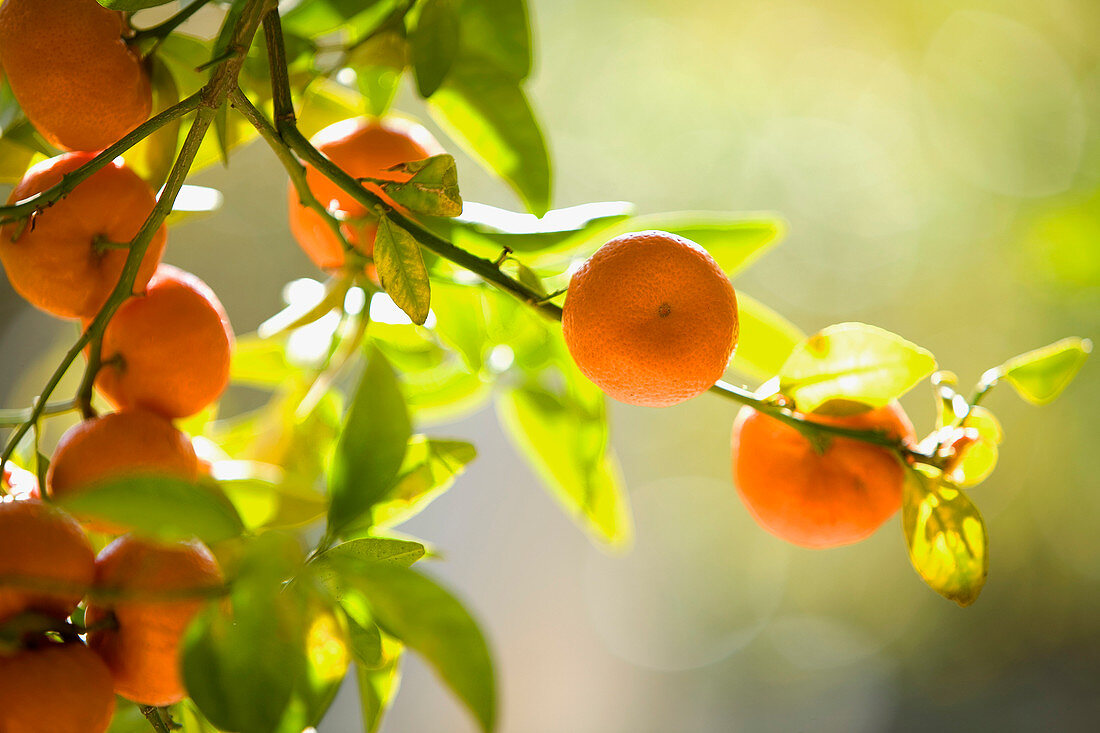 France, Alpes Maritimes, Menton, Palais Carnoles (Carnoles Palace), Cleopatra Mandarin, citrus fruit