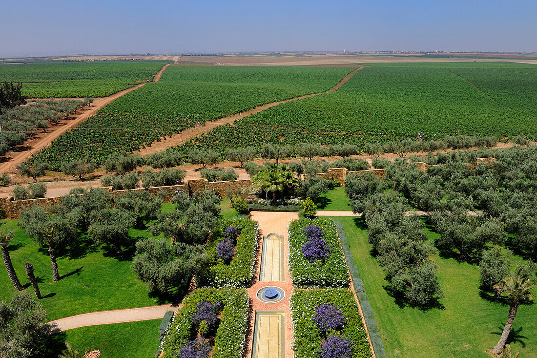 Morocco, Meknes Tafilalet Region, near Meknes, Boufakrane, Les Celliers de Meknes exploting vineyard