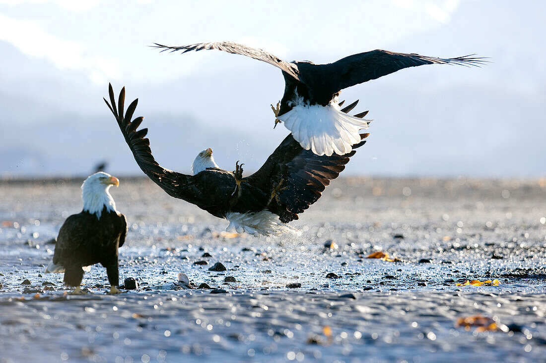 United-States, Alaska, bald eagle (Haliaeetus leucocephalus)