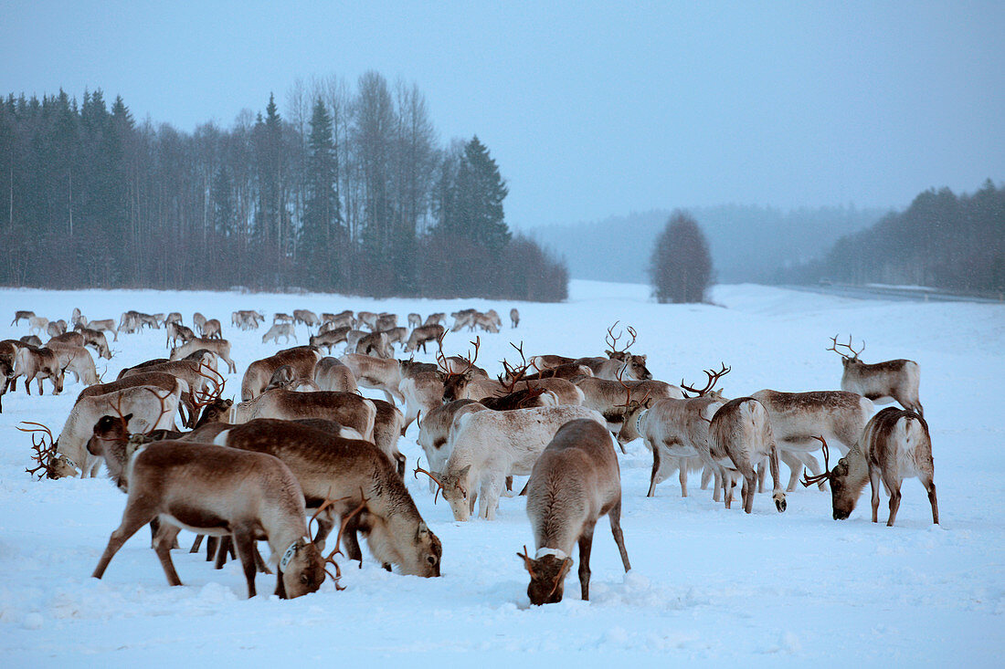 Finnland, Lappland Provinz, Rentiere (Rangifer tarandus)