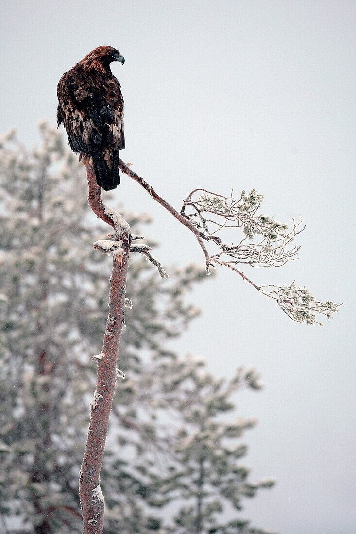 Finland, Lapland Province, Golden eagle (Aquila chrysaetos)