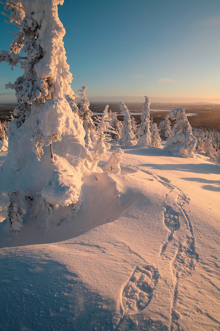 Finnland, Lappland Provinz, Kuusamo, Taiga, Schneeschuhwanderung